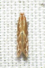 Cremastobombycia solidaginis
