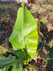 Musa basjoo