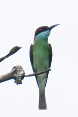 Merops viridis