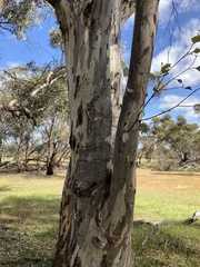 Eucalyptus wandoo