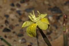 Moraea bituminosa