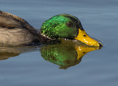 Anas platyrhynchos platyrhynchos