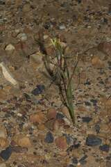 Moraea bituminosa
