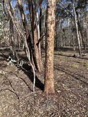 Eucalyptus astringens