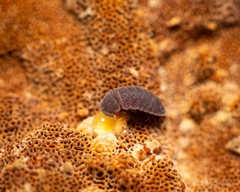 Tetrodontophora bielanensis