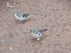 Fringilla coelebs maderensis