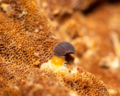 Tetrodontophora bielanensis