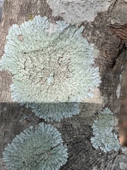 Physcia americana