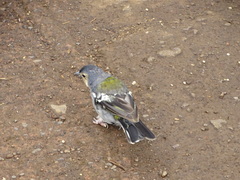 Fringilla coelebs maderensis
