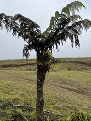 Cyathea weatherbyana