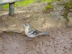 Fringilla coelebs maderensis