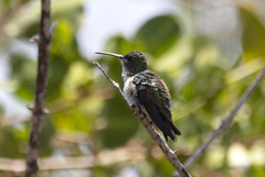 Chrysuronia leucogaster