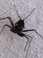 Phrynus whitei