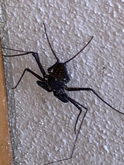 Phrynus whitei