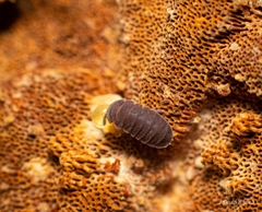 Tetrodontophora bielanensis