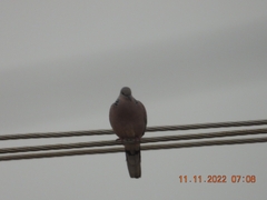 Streptopelia chinensis