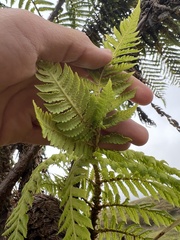 Cyathea weatherbyana