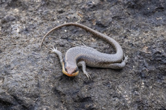 Trachylepis wahlbergii