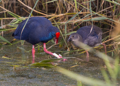 Porphyrio porphyrio
