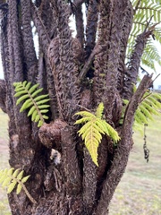 Cyathea weatherbyana