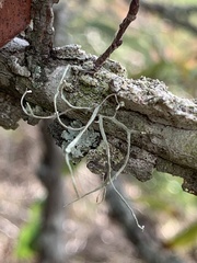 Usnea trichodea