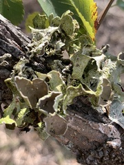 Parmotrema perforatum