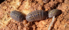 Armadillidium granulatum