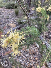 Petrophile serruriae