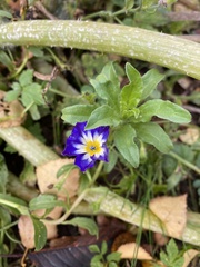 Convolvulus tricolor