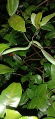 Ahaetulla prasina