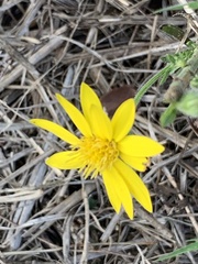 Bradburia pilosa