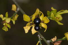 Chrysojasminum fruticans