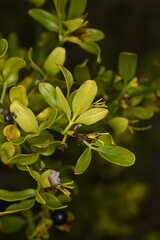 Chrysojasminum fruticans