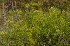 Chrysojasminum fruticans