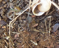 Lycosoides coarctata