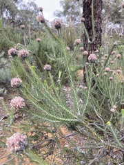 Melaleuca tuberculata