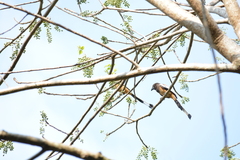 Dendrocitta vagabunda