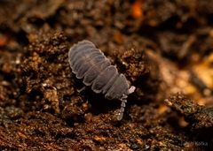 Tetrodontophora bielanensis