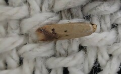 Tachystola hemisema