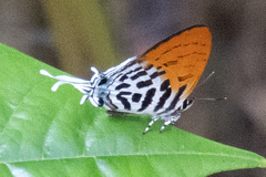 Drupadia ravindra