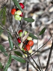 Ericaceae