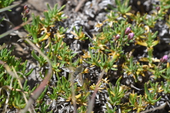 Therevidae