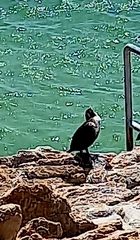 Phalacrocorax carbo lucidus