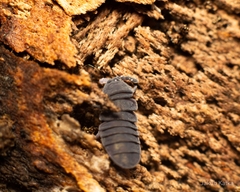 Tetrodontophora bielanensis