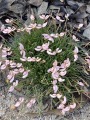 Stylidium uniflorum
