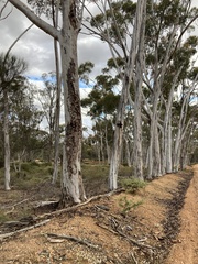 Eucalyptus wandoo