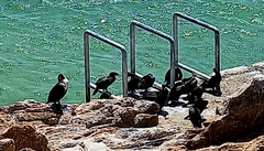 Phalacrocorax capensis
