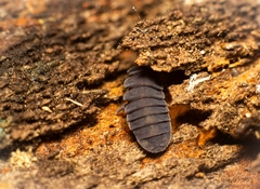 Tetrodontophora bielanensis