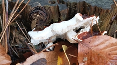 Heterobasidion annosum