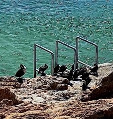 Phalacrocorax capensis